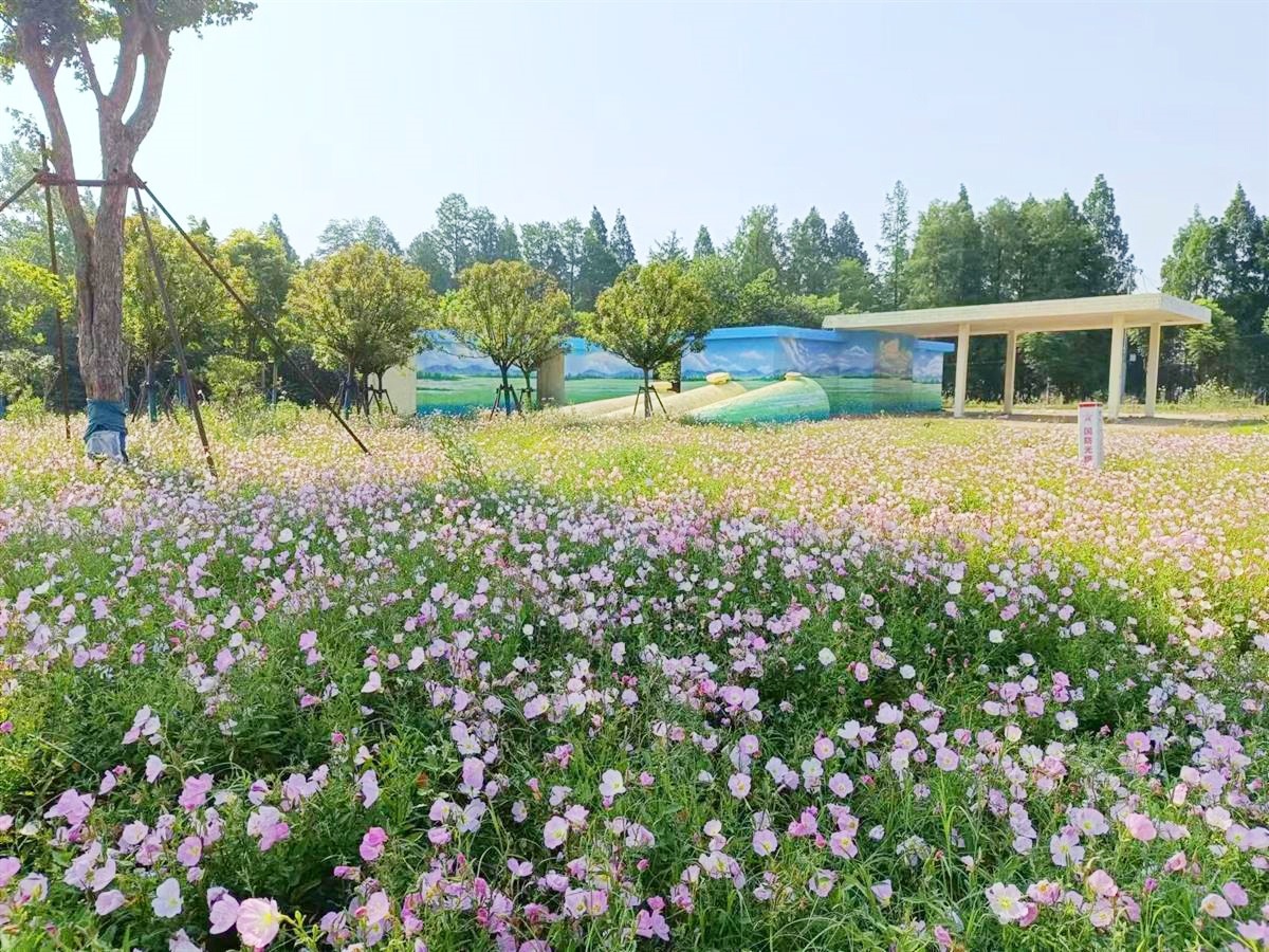 原来垃圾遍地杂草丛生  如今"潜水艇"在花海中乘风破浪 武汉新沟一