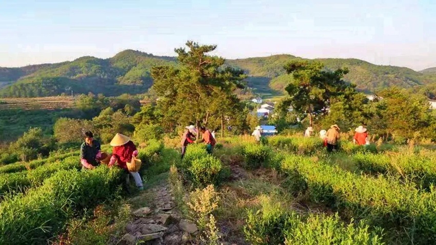 孝昌小悟乡:高山云雾出好茶 乡村振兴添动力