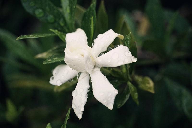 栀子花开 夏意浓浓