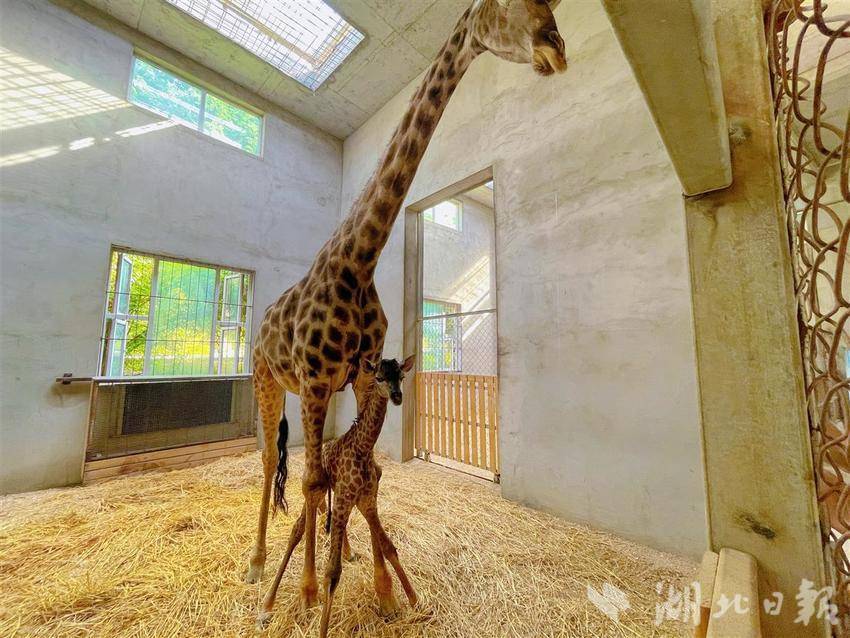 武汉野生动物王国长颈鹿家长又添新成员