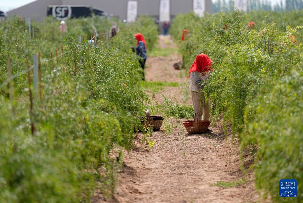 贺兰山下枸杞红