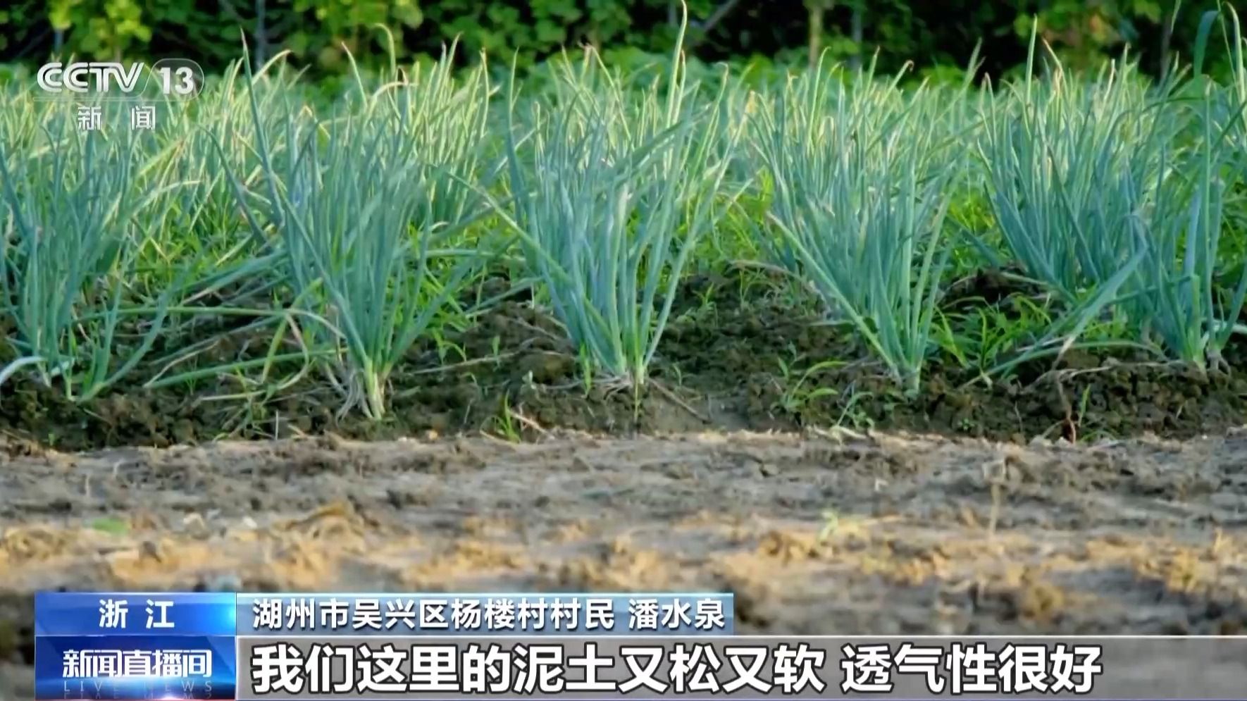 文化中国行丨让滩涂变粮仓 看太湖溇港里的治水智慧