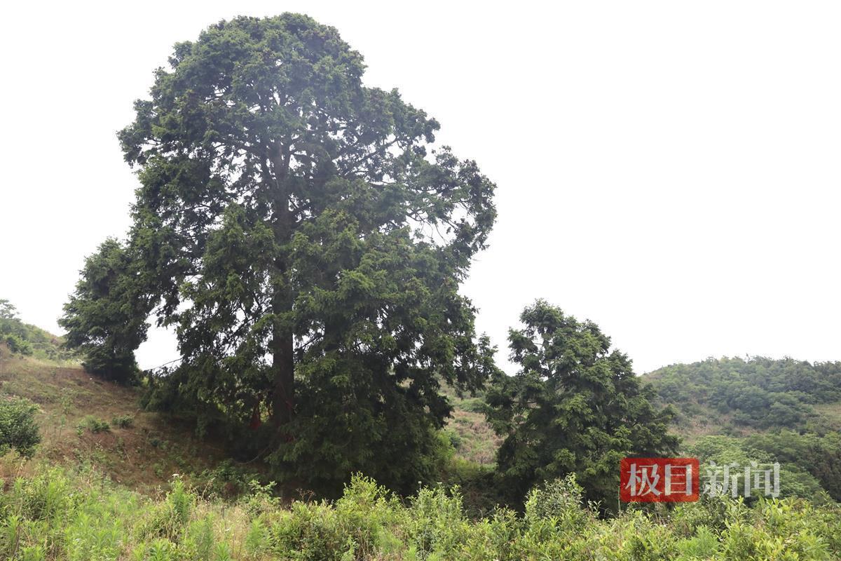 珍稀植物铁坚油杉安家湖北竹山