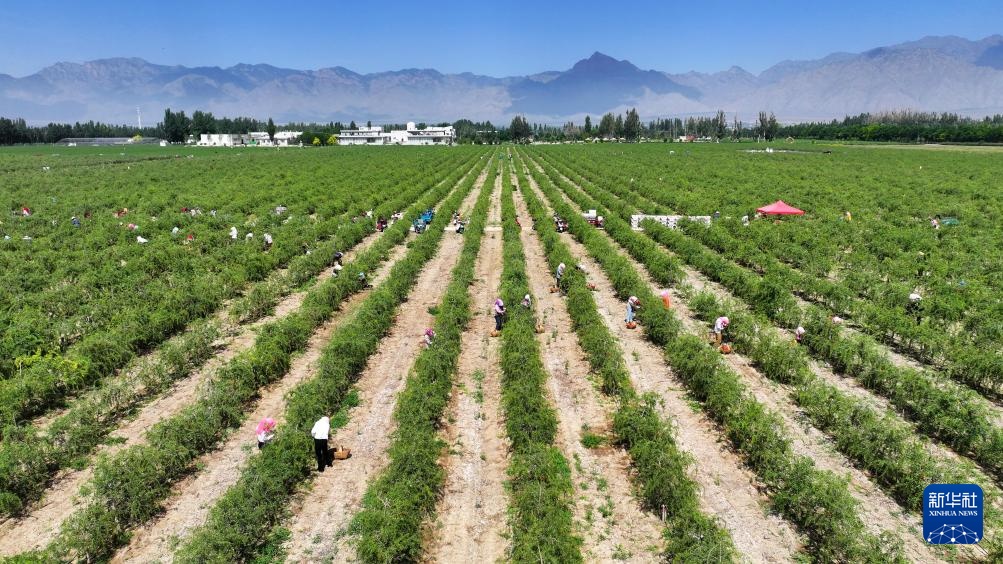 贺兰山下枸杞红