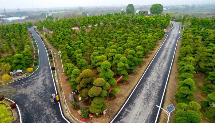 建成1000亩森宝对节白蜡产业园和23公里园艺景观产业带,打造了