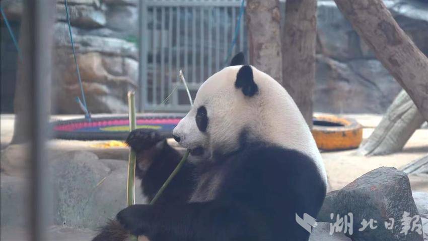 武汉动物园迎来改造后首个炎夏 鄂电红马甲特巡保"毛孩子们"清凉