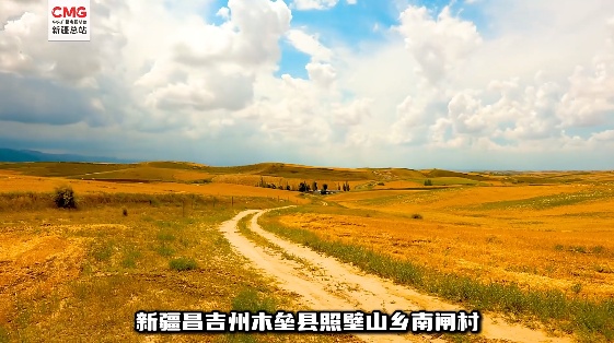 新疆木垒:金色麦浪绘"丰"景