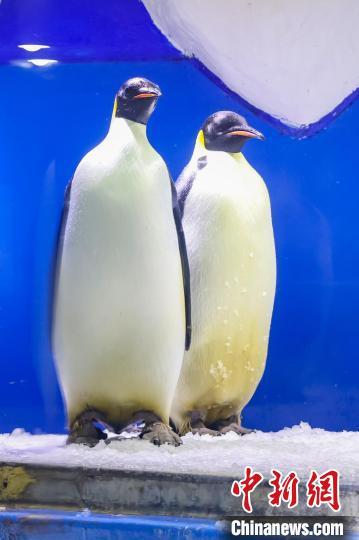 南京海底世界帝企鹅庆"88岁"大寿品"鹅"府家宴