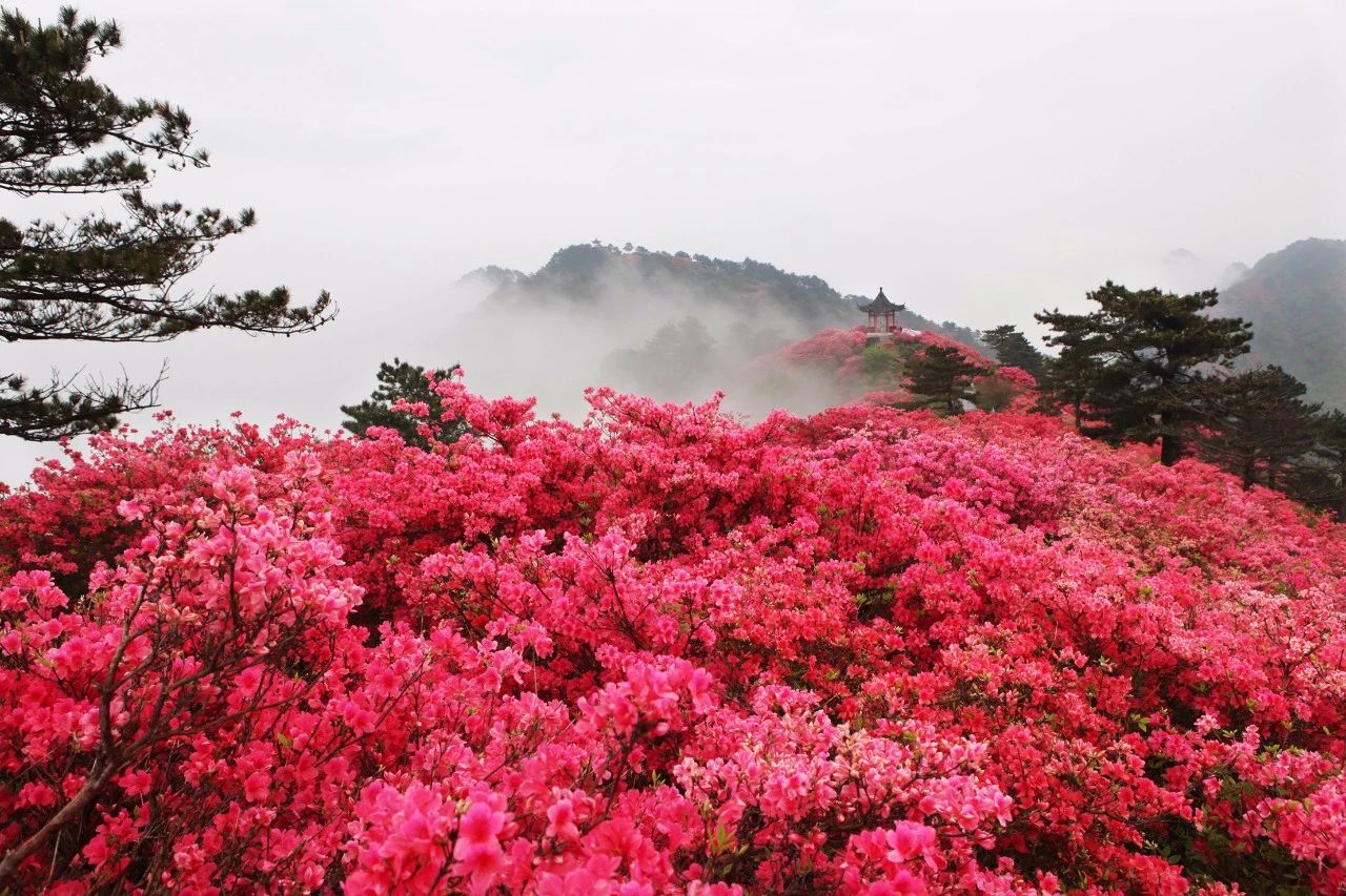 湖南莽山杜鹃花季节图片