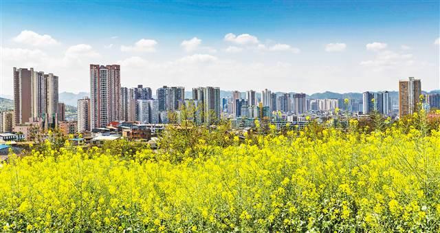 重庆市南川区石漠化治理后的花盆山上开满了花儿.特约摄影瞿明斌