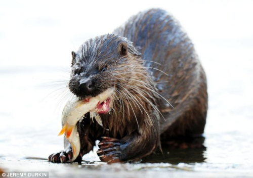 水獭寒冬跳入河中捕食咧嘴露齿紧咬猎物组图