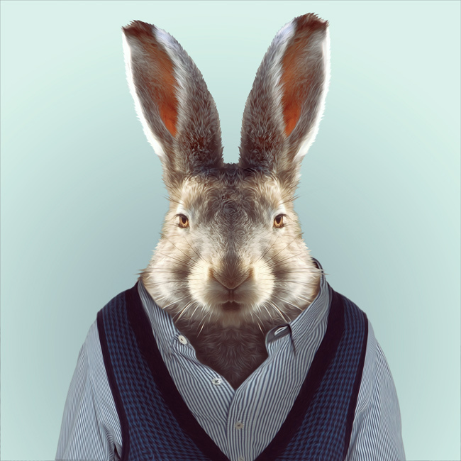 动物着装证件照被称"衣冠禽兽"树懒穿t恤和夹克