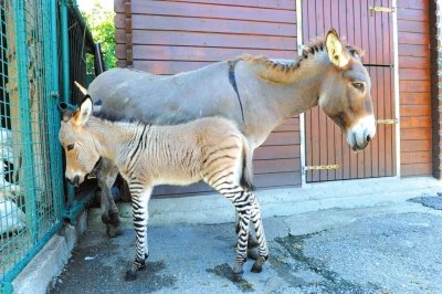 斑马与驴产下斑驴 跨种交配生下的动物通常无法生育