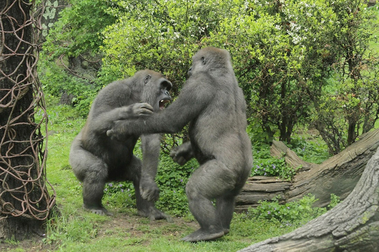 动物世界片头猩猩打架图片