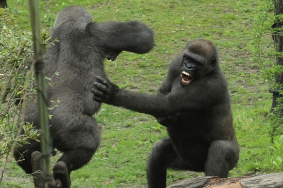 山地大猩猩打架图片