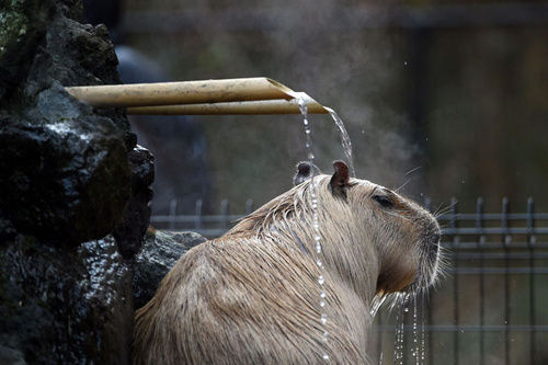 日本公园小水豚淋温泉浴 惬意过冬萌翻众人(图)