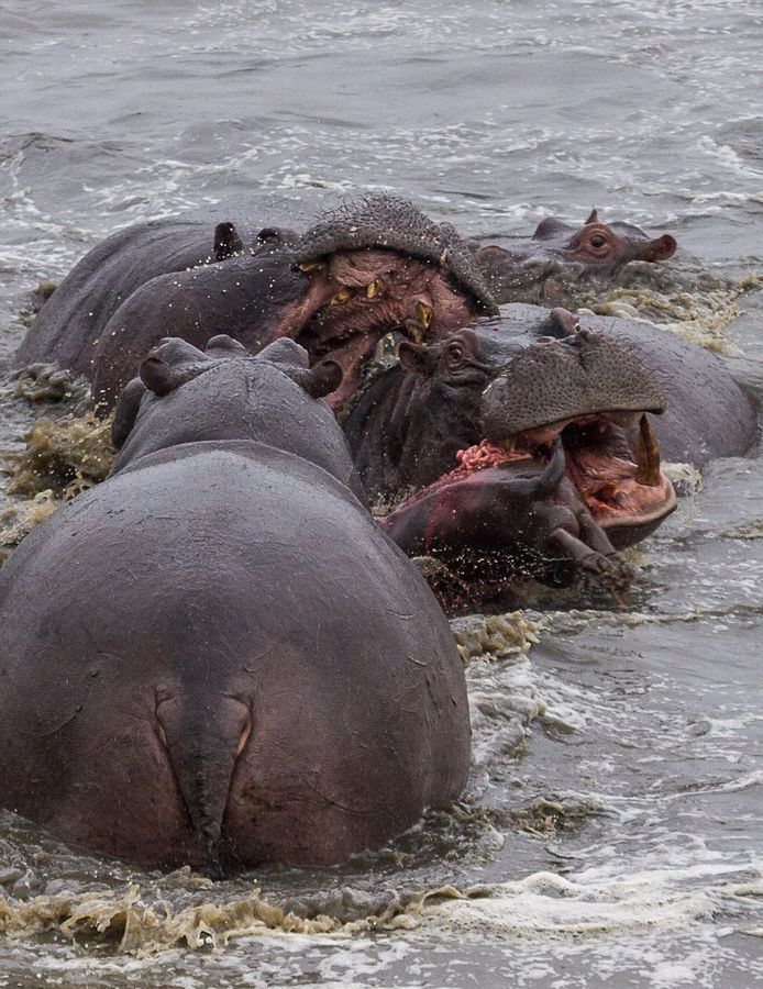 非洲河马幼崽被族群暴力围攻致死