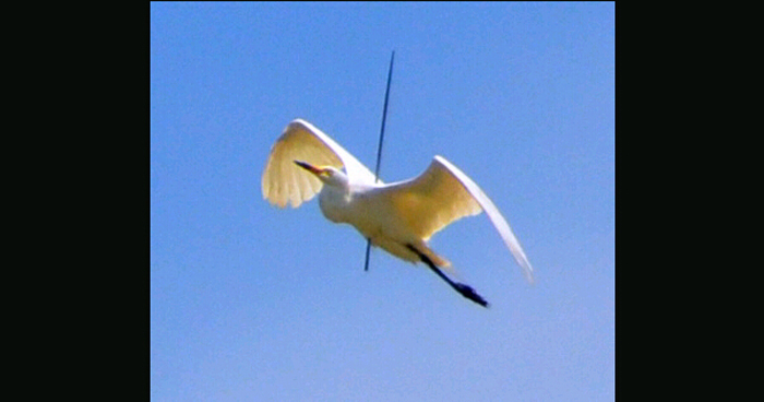 日本现"鸭坚强" 头部中箭仍能游泳(组图)