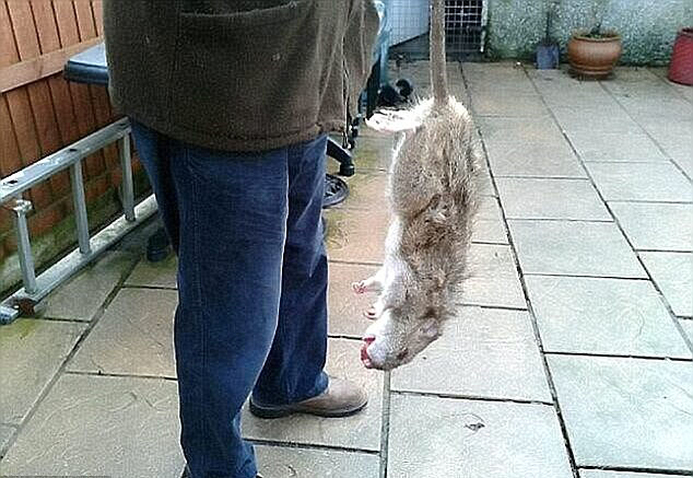 英频现巨型老鼠 体形大如家猫疑因毒鼠药致基金突变