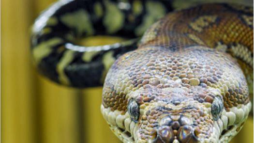 蛇为什么会没有脚? 科学家们终于弄明白了(图)