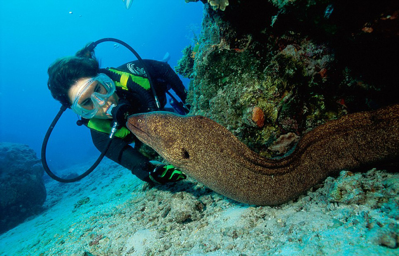 往深处游,你会发现这条巨大的海鳗,其身长可伸展至10英尺,会攻击人类