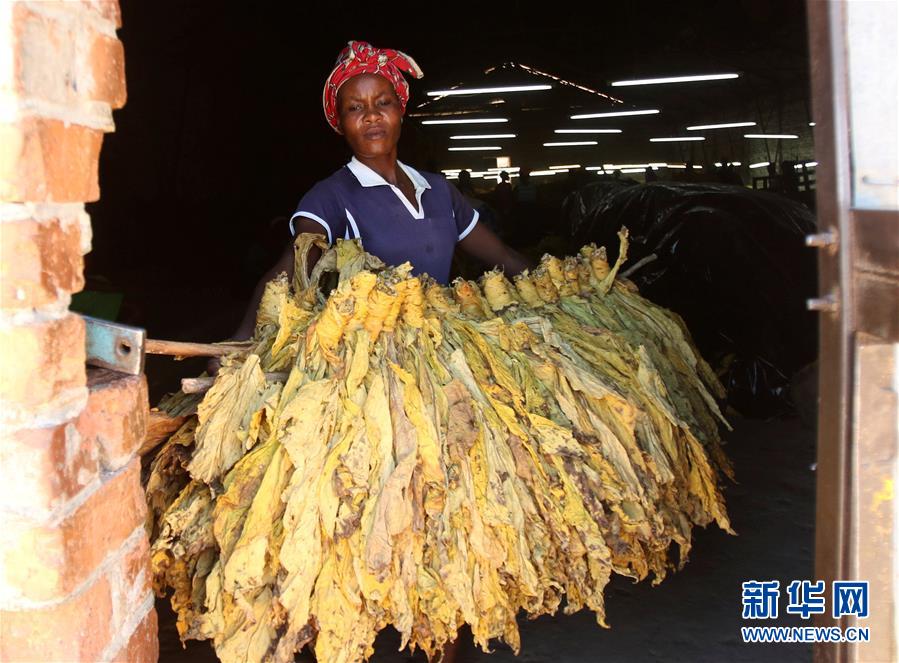 3月14日,在津巴布韦哈拉雷附近的一家农场,工人分放干烟叶