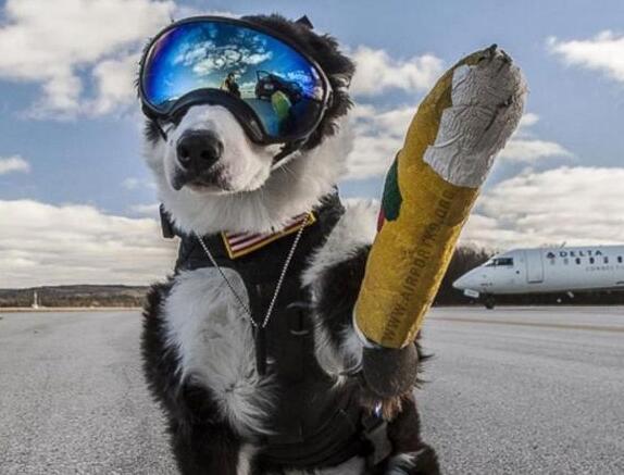 机场驱鸟犬走红这只神奇驱鸟犬有哪些惊人能力