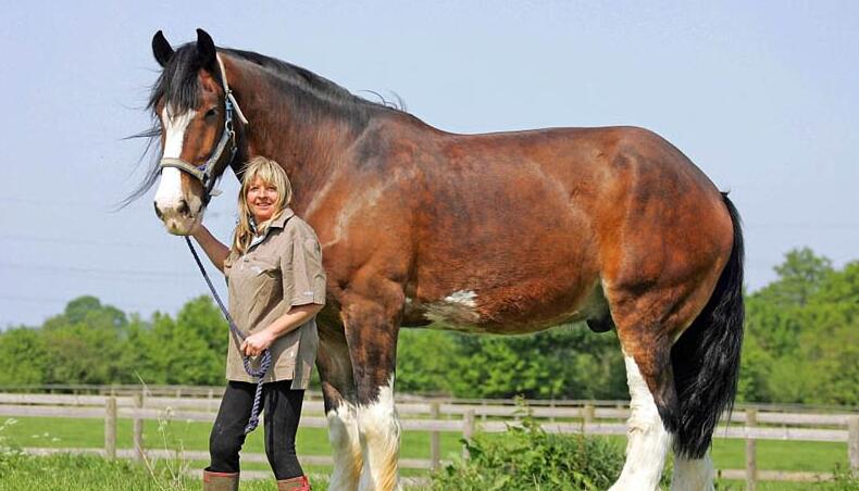 当深海潜水员与葡萄牙海岸外的温暖海水中的巨型太阳鱼面对面时,捕捉