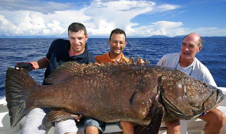 巨人石斑鱼通常长到400磅(约合180千克)左右,主要分布在佛罗里达礁岛