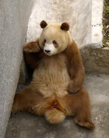 棕色大熊猫似北极熊泰迪综合体 网友:还是黑白好看