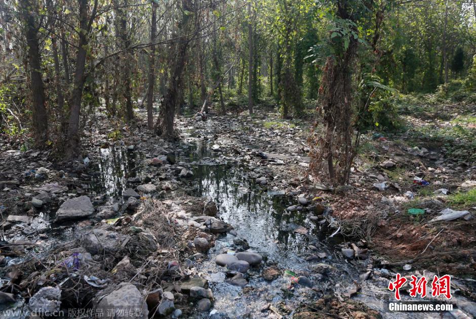 洛阳一森林公园管理不善 污水横流垃圾成山(组图)