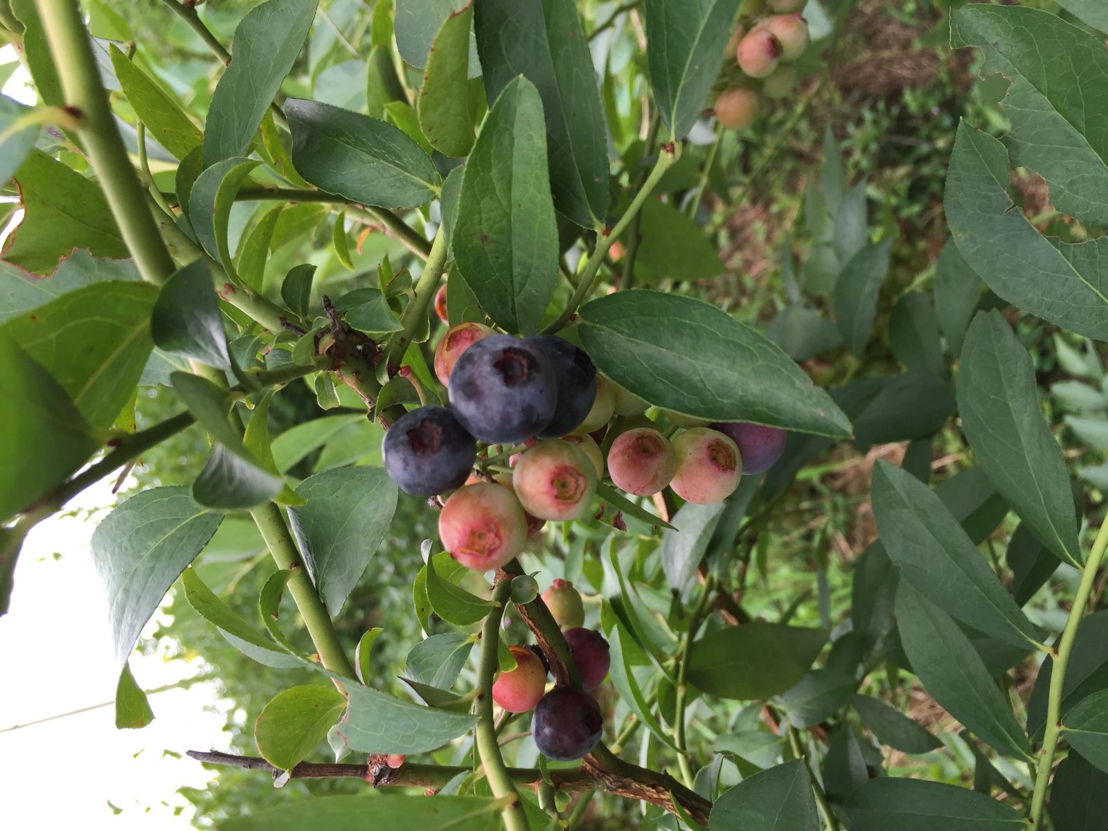 全国网媒走进贵州麻江体验蓝莓采摘乐趣图