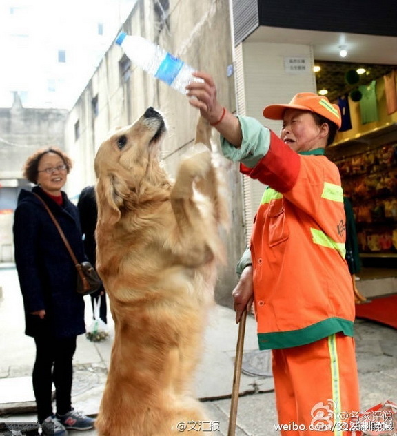 金毛跟着环卫工大姐扫大街 负责捡瓶子