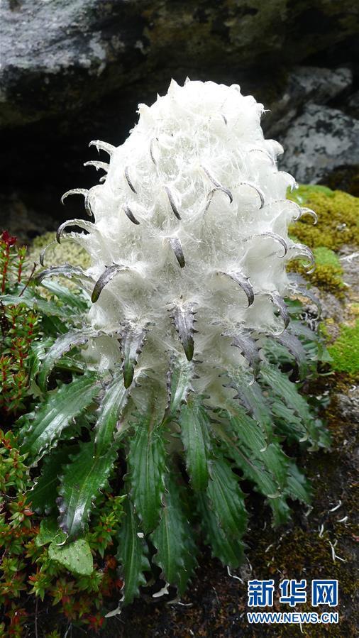 这是在西藏林芝色季拉山上拍摄的高山雪莲(2011年8月19日摄).