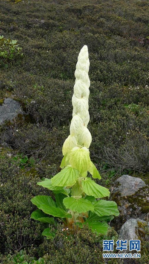 这是在西藏林芝色季拉山上拍摄的塔黄(2011年7月27日摄).