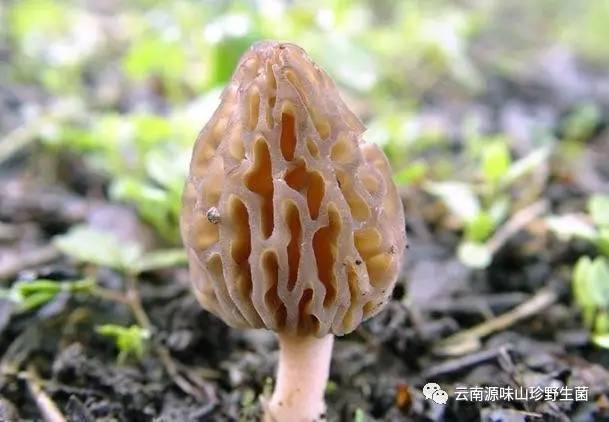 雲南野生蘑菇王引關注雲南知名野生菌你知道多少