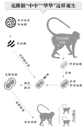 首只体细胞克隆猴诞生在中国 世界首批克隆动物今何在