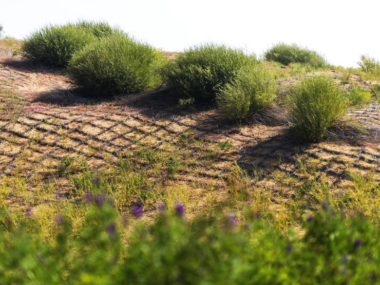 曾经的荒漠变良田! 毛乌素沙漠"重生"成国人骄傲