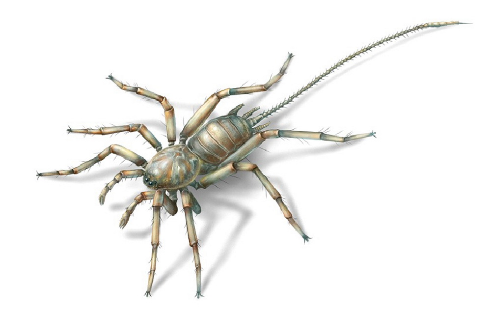 中国科学家研究发现1亿年前远古蜘蛛长有尾巴(图)