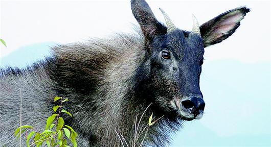 苏门答腊鬣羚图片