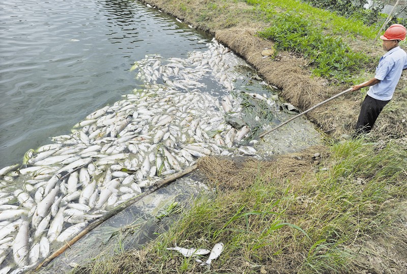 武汉新洲区一鱼塘近万斤鱼浮出水面死亡疑遭投毒