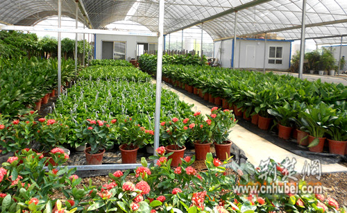 华中地区最大花木交易中心——武汉东湖花木城在武汉市东湖高新区开业