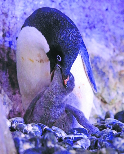 出生不久的阿德利企鹅. 记者何晓刚 摄