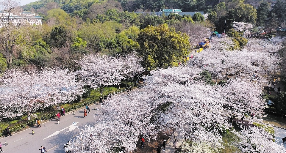 武大预约赏樱首日迎客1.5万 航拍 直播网友大呼震撼