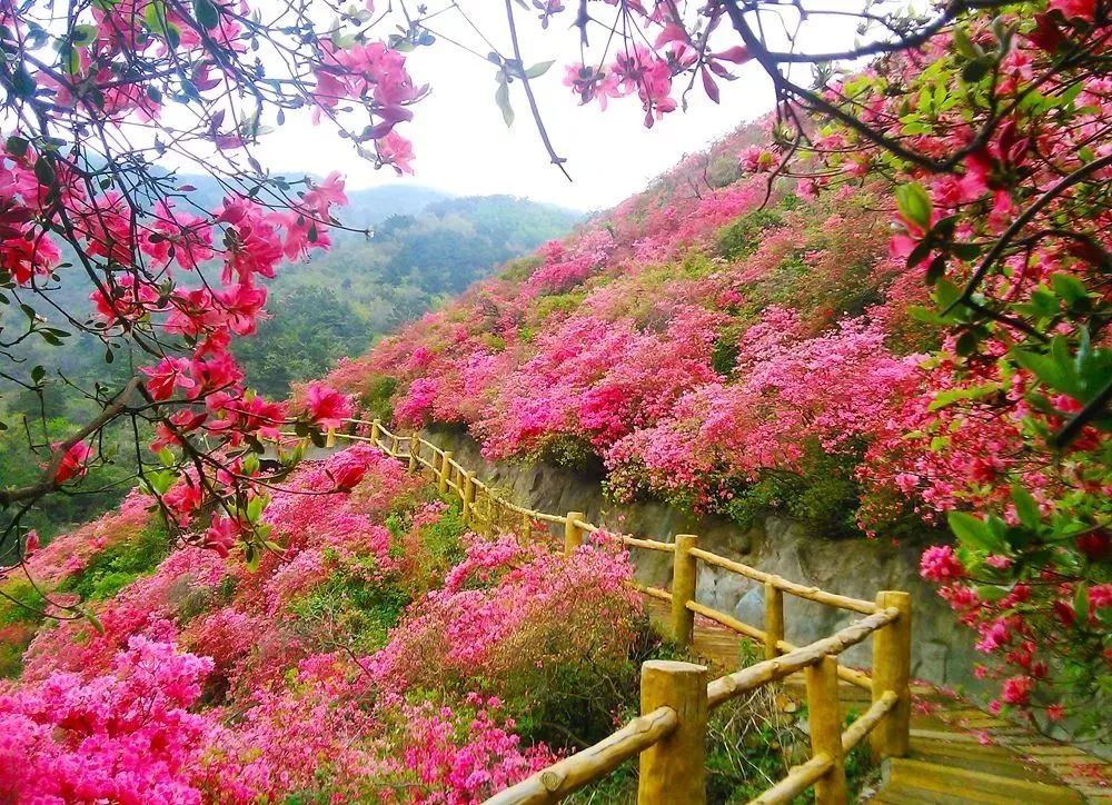 黄陂杜鹃花位于武汉西南角的蔡甸消泗乡旅游资源丰富,风光秀美,除了